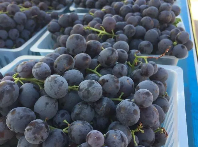 Cote Sud * Palavas-les-Flots